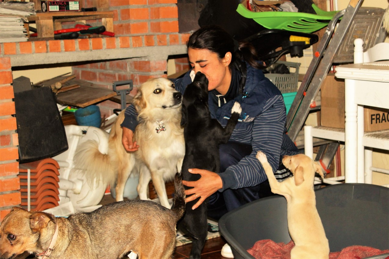 Animais