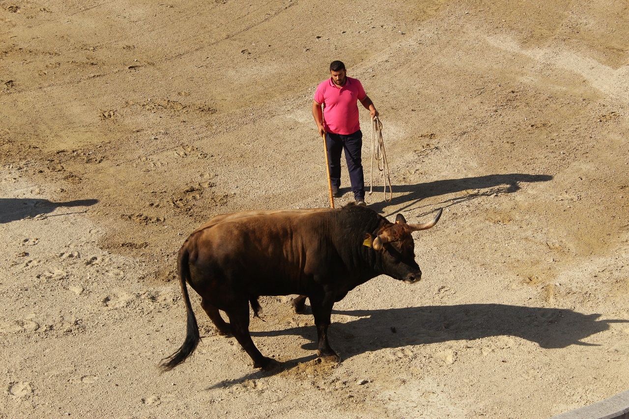 O IV Campeonato de Chega de Touros encerrará no principal dia das Festas da Cidade de Bragança