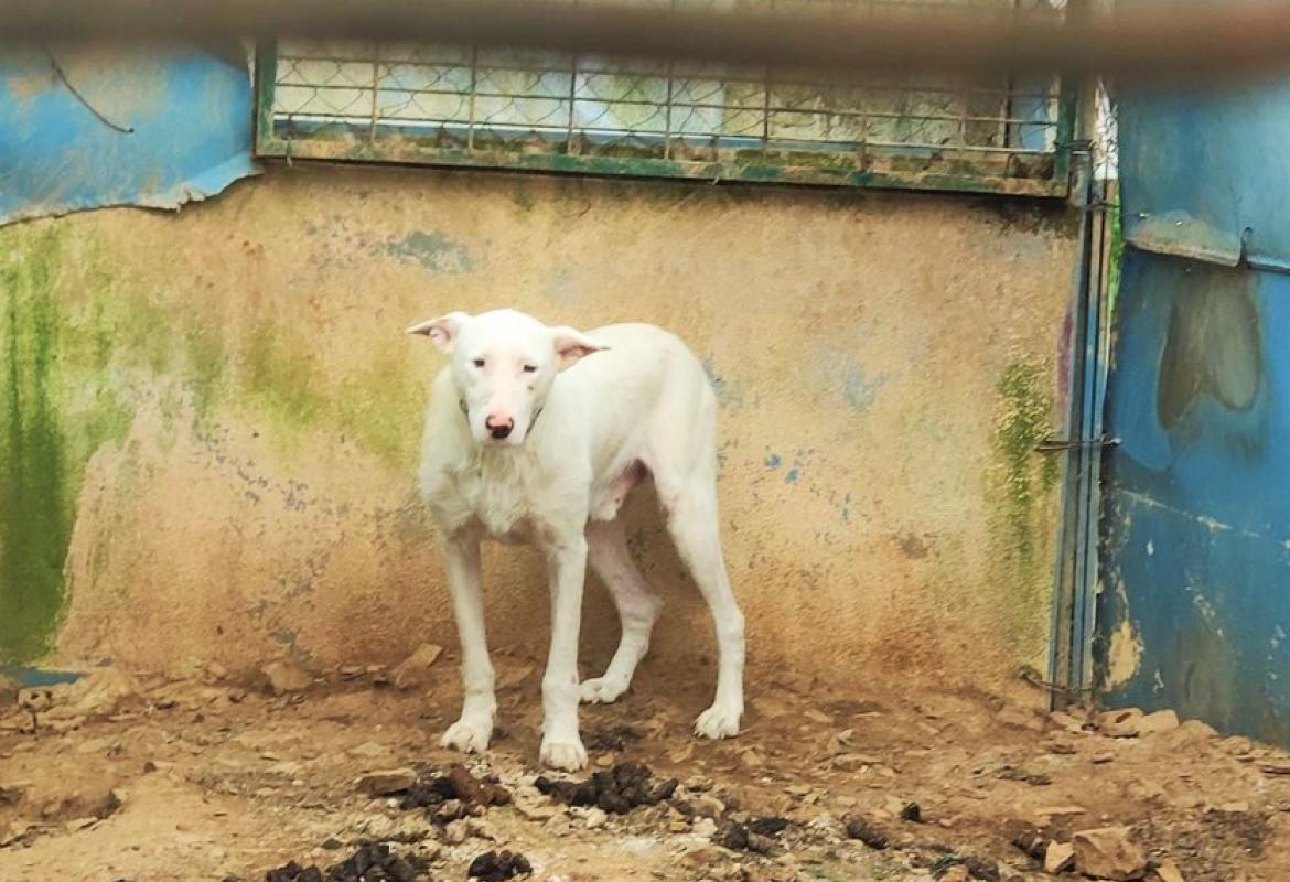 Proprietário do canil foi constituído arguido e sujeito à medida de coação de termo de identidade e residência,