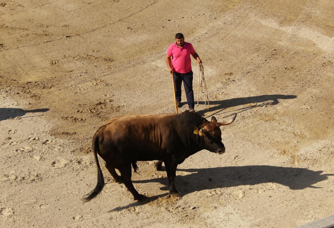IV Campeonato de Chegas de Touros de Bragança