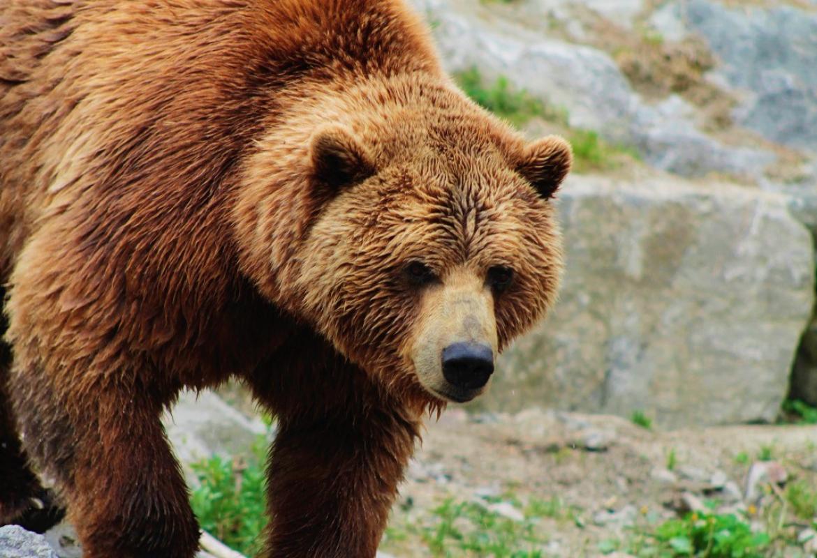 Instituto da Conservação da Natureza e das Florestas confirma presença de urso-pardo no distrito de Bragança.
