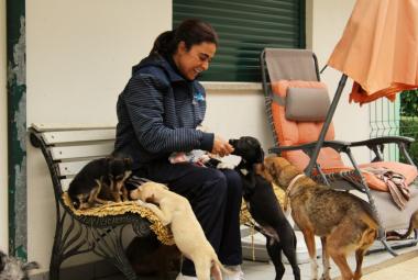 Mais de 700 animais salvos